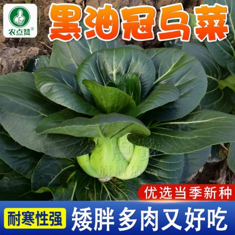 黑油冠-青菜种子黑大头肉厚耐寒