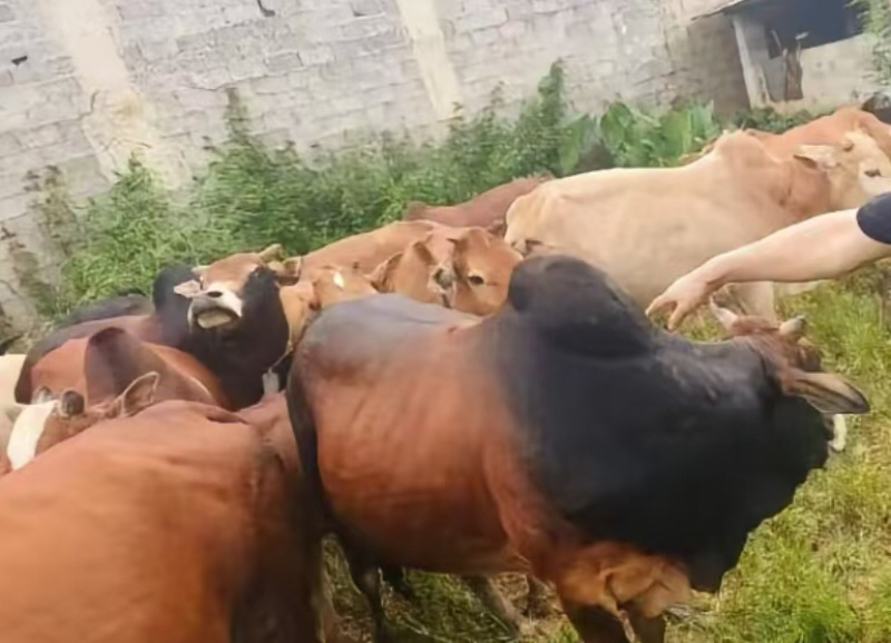 贵州牛犊黄牛犊小公牛产地直销量大质优价格优惠一手货源