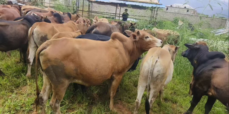 贵州牛犊黄牛犊小公牛产地直销量大质优价格优惠一手货源