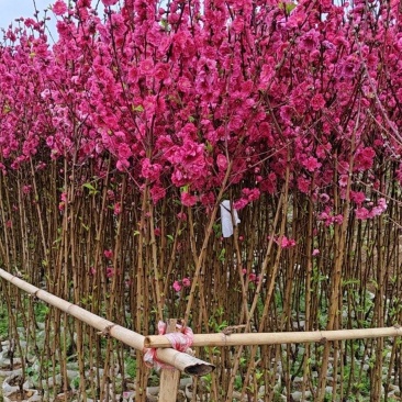 精品桃花