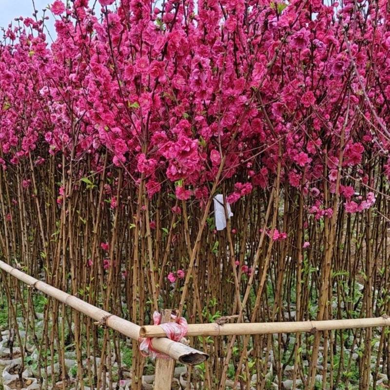 精品桃花