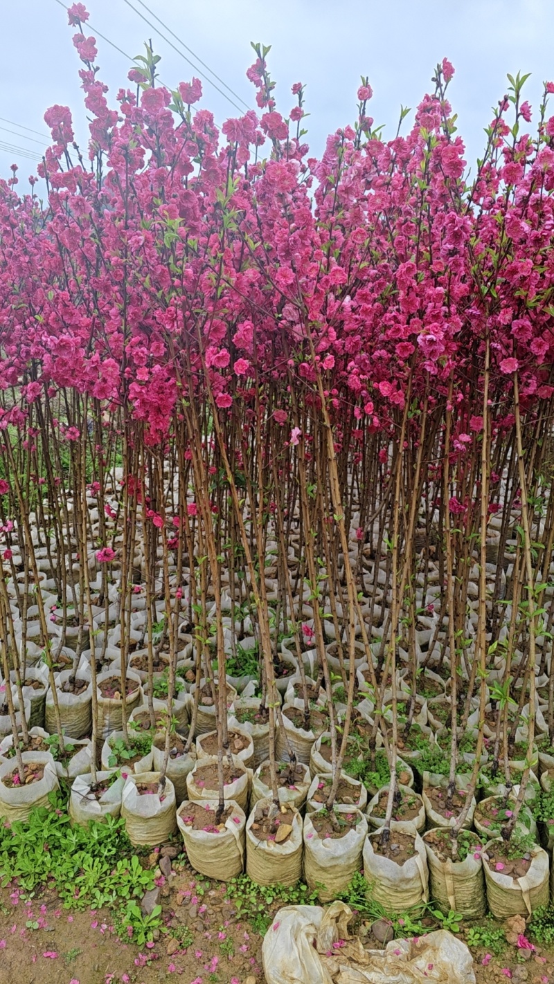 精品桃花