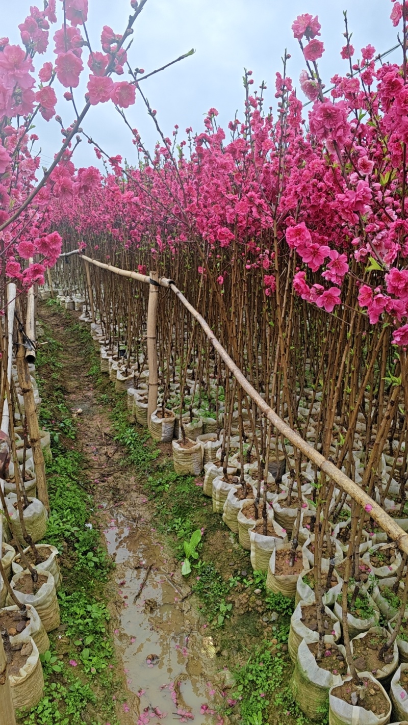 精品桃花