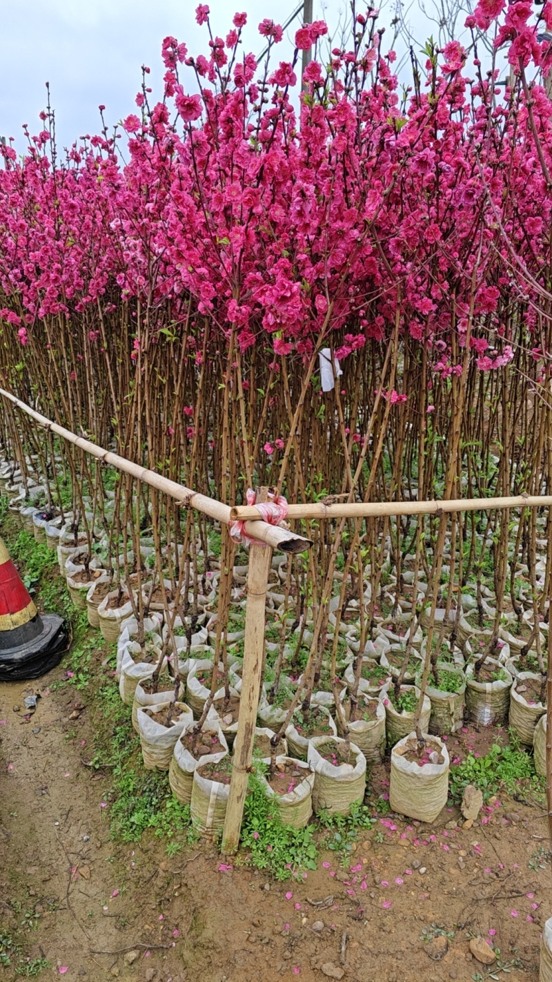 精品桃花