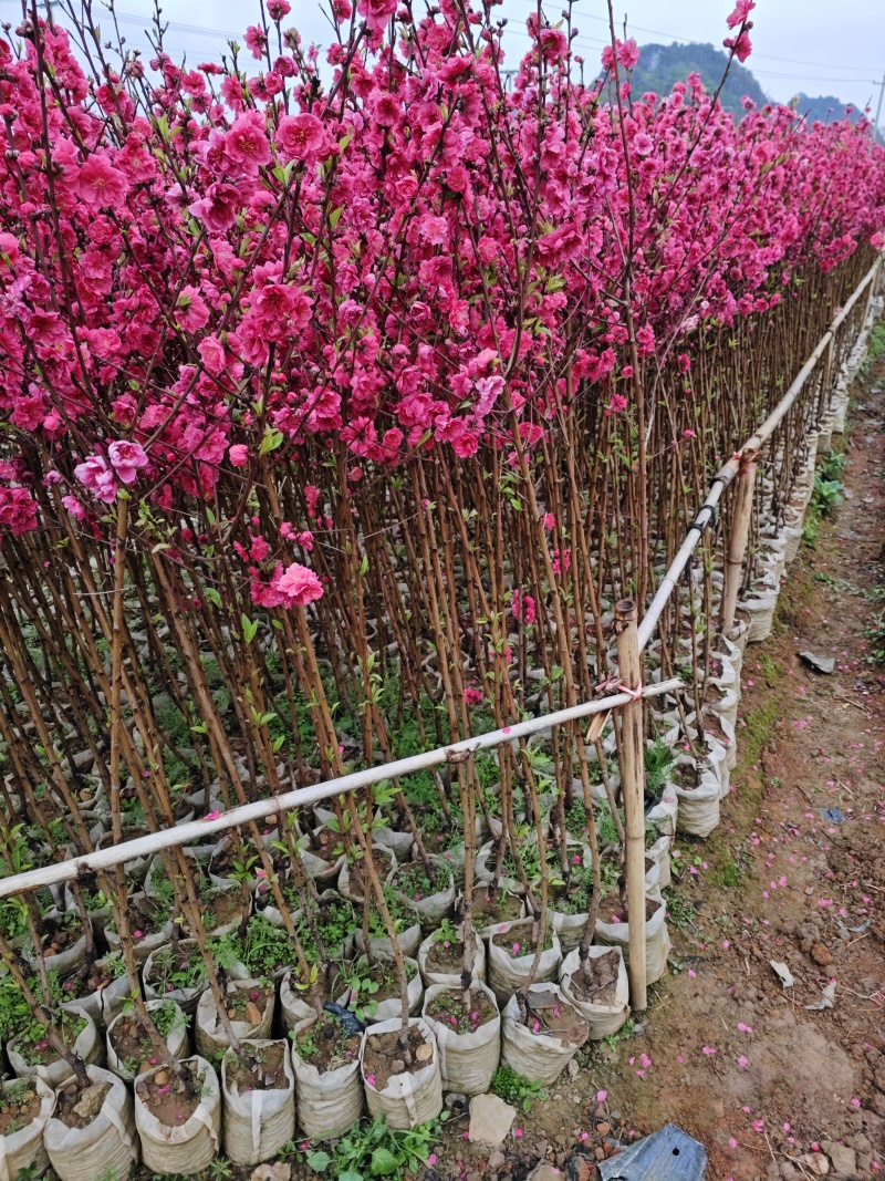 精品桃花
