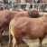 【新鲜肉牛王】直供农场，品质保证，健康放心，快来选购！