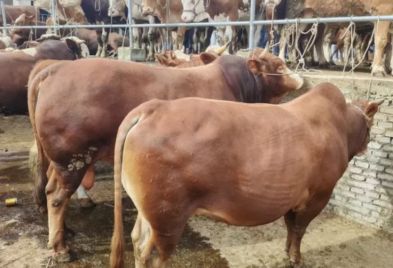【新鲜肉牛王】直供农场，品质保证，健康放心，快来选购！