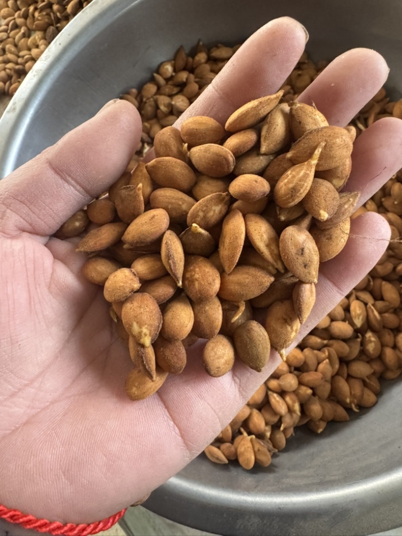 毛桃种子、颗颗饱满，手检桃芽、出芽率能达到百分之九十八