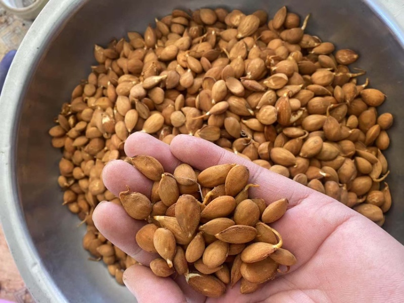 毛桃种子、颗颗饱满，手检桃芽、出芽率能达到百分之九十八