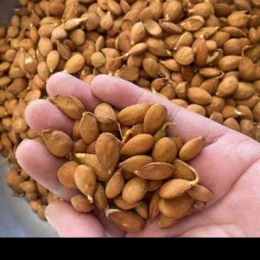 毛桃种子、颗颗饱满，手检桃芽、出芽率能达到百分之九十八
