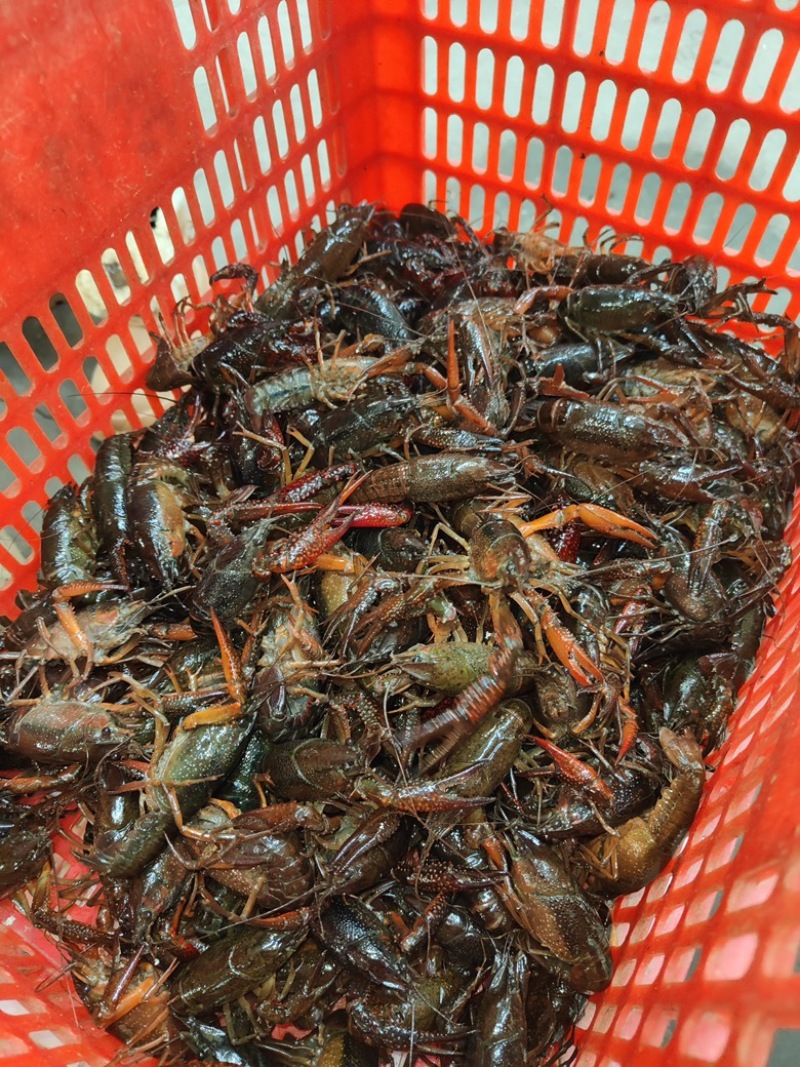 小龙虾