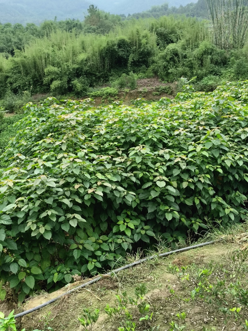 巴豆苗杯苗