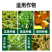 钙镁硼锌果树蔬菜农用中微量元素水溶肥补钙防裂果高钙叶面肥