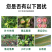 钙镁硼锌果树蔬菜农用中微量元素水溶肥补钙防裂果高钙叶面肥