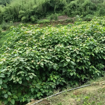 巴豆苗杯苗