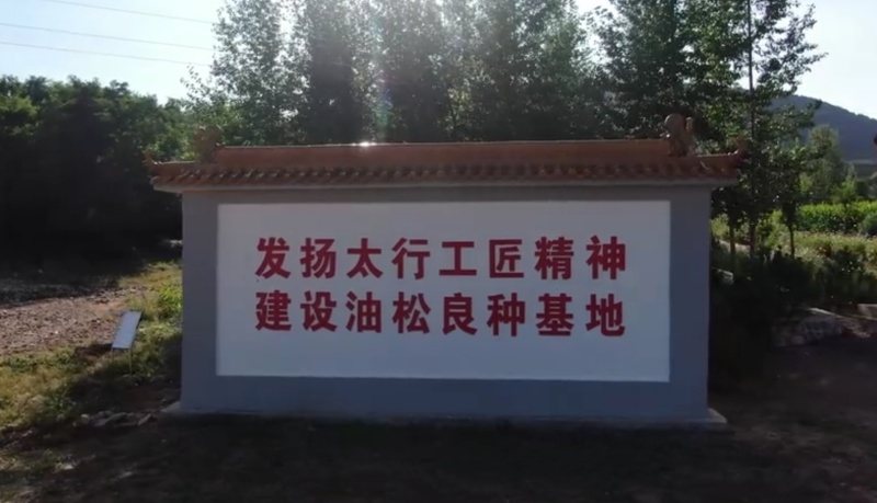 油松种子，油松籽，松子，松树苗，苗木种子