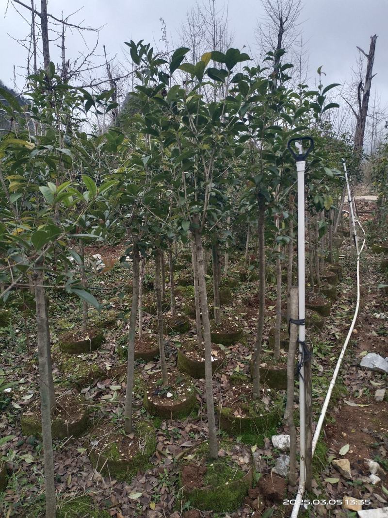 3-5公分桂花袋苗