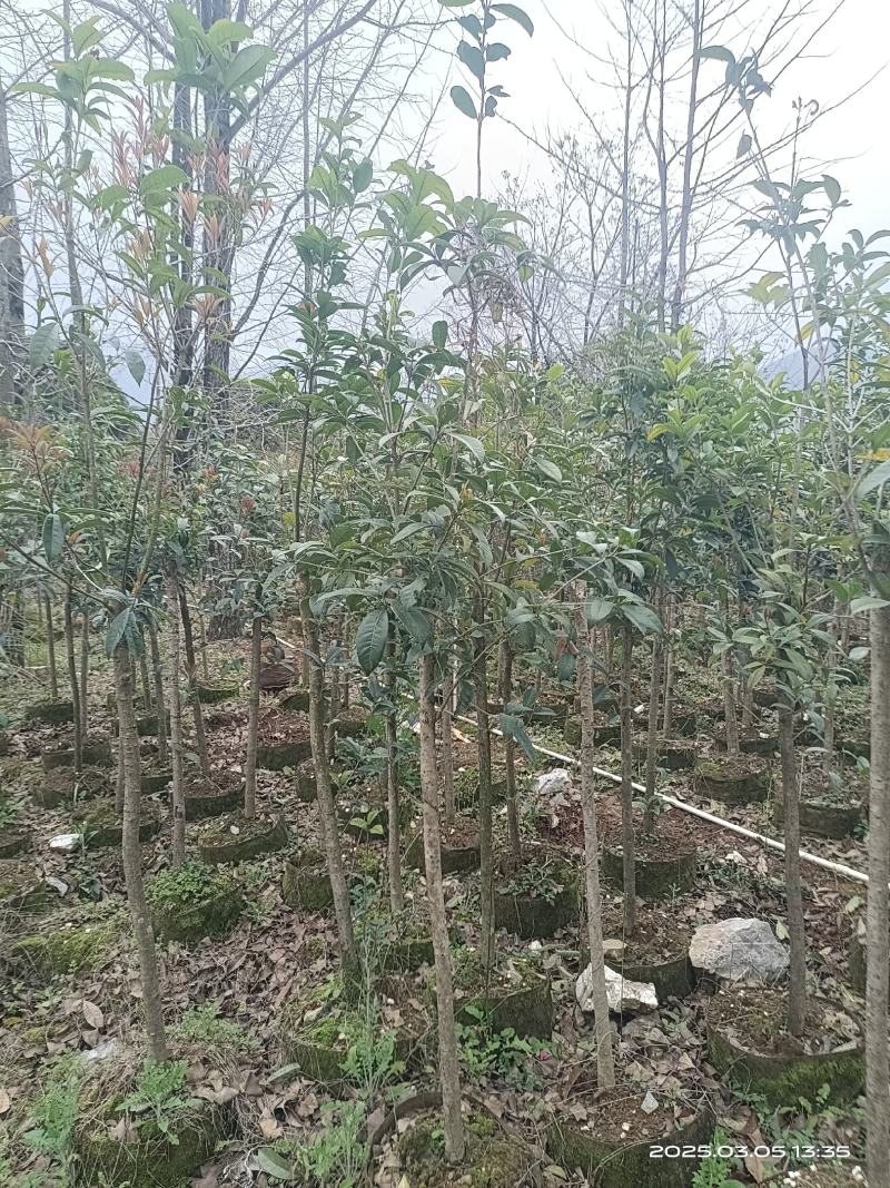 3-5公分桂花袋苗