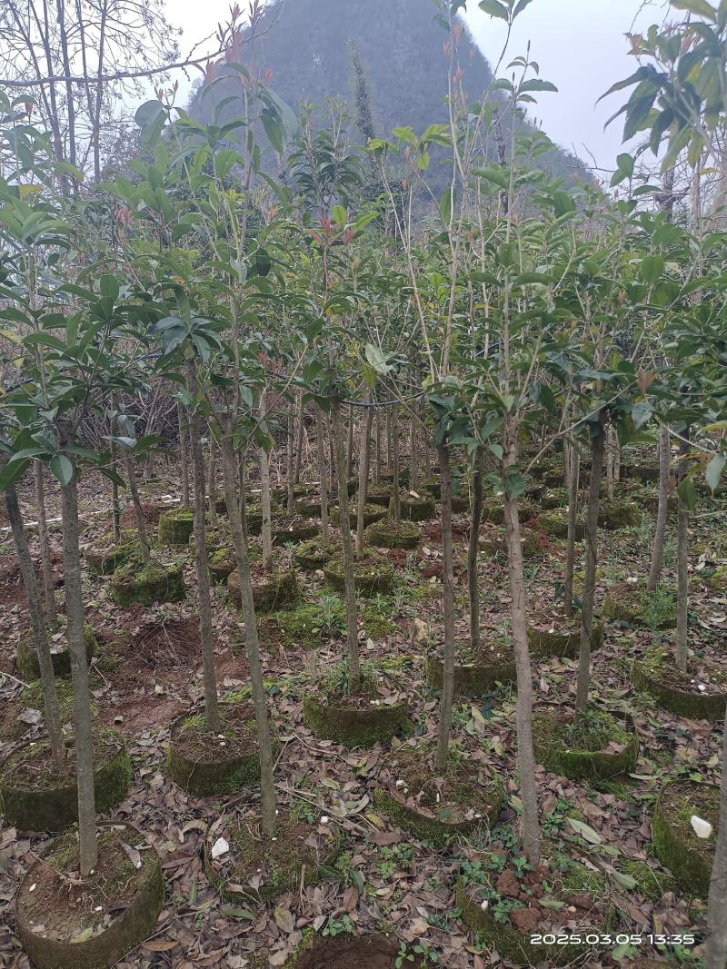 3-5公分桂花袋苗