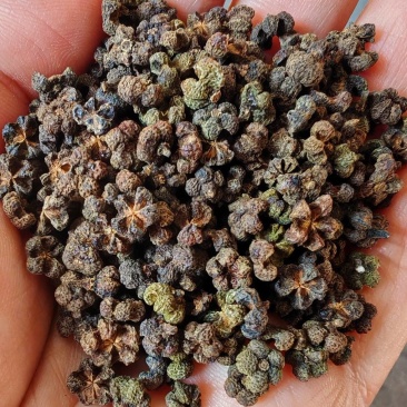 广西吴茱萸大粒