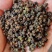 广西吴茱萸大粒