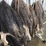 【生黑牛肚】批发一件50斤50斤生黑牛肚