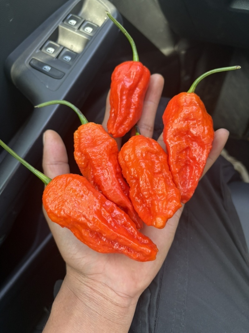魔鬼辣椒，工业辣椒苗，涮涮辣椒苗
