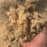 松木锯末水分40%左右13米高栏车只能装21