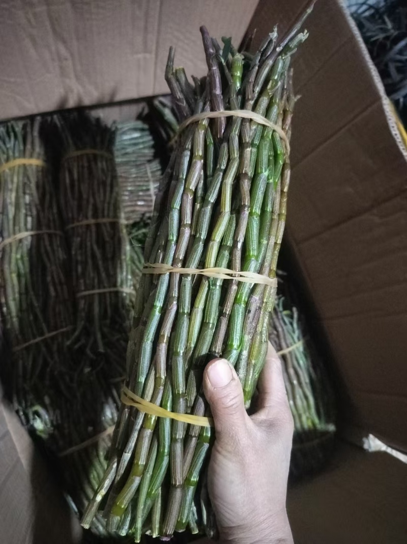 铁皮石斛产地直销一手货源价格便宜一箱60斤起批，量大从优