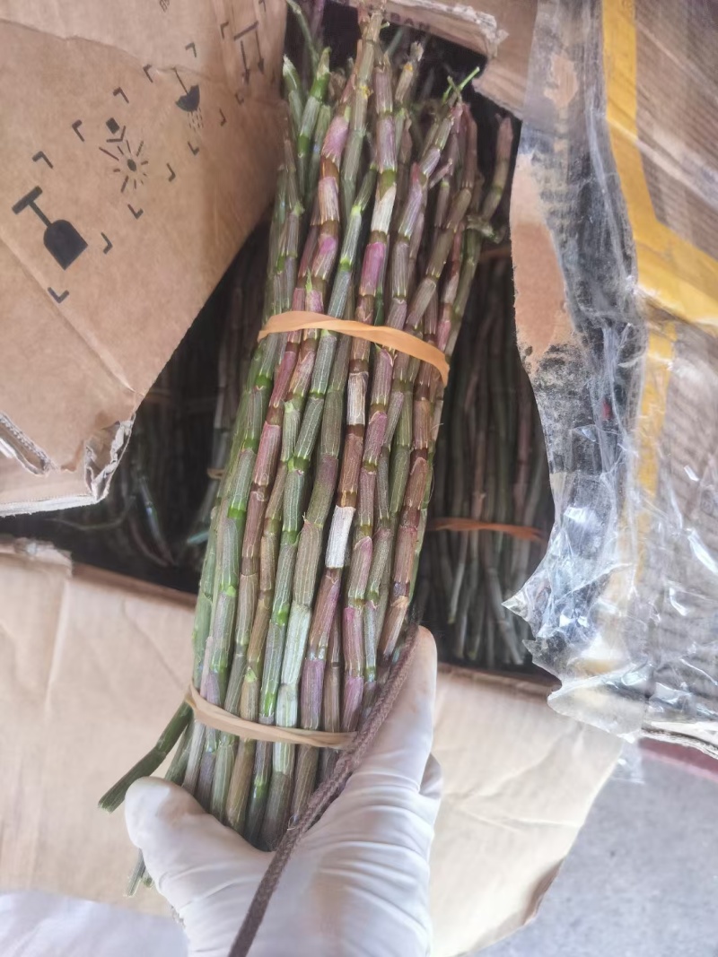 铁皮石斛产地直销一手货源价格便宜一箱60斤起批，量大从优