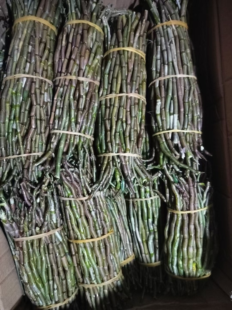 铁皮石斛产地直销一手货源价格便宜一箱60斤起批，量大从优