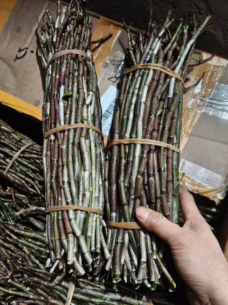 铁皮石斛产地直销一手货源价格便宜一箱60斤起批，量大从优