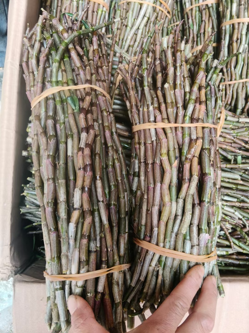 铁皮石斛产地直销一手货源价格便宜一箱60斤起批，量大从优