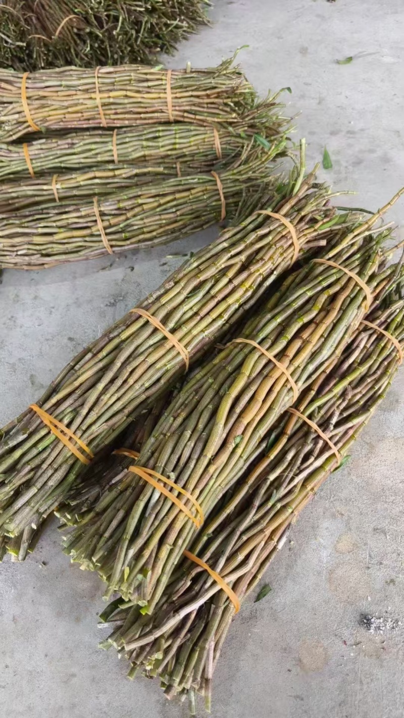 铁皮石斛产地直销一手货源价格便宜一箱60斤起批，量大从优
