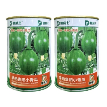 早熟贵阳小青南瓜种子一串铃小青瓜嫩食瓜基地南瓜