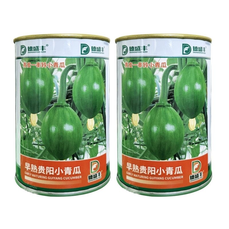 早熟贵阳小青南瓜种子一串铃小青瓜嫩食瓜基地南瓜