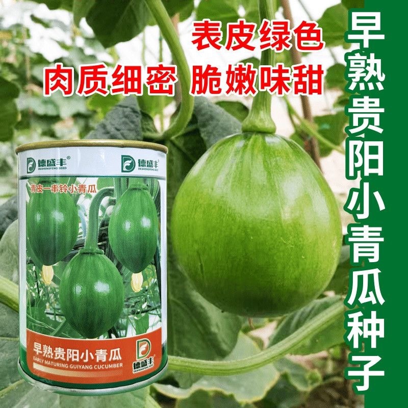 早熟贵阳小青南瓜种子一串铃小青瓜嫩食瓜基地南瓜