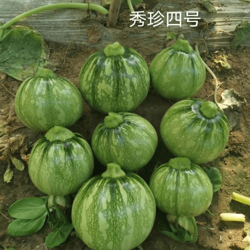 秀珍4号花皮小南瓜一串铃嫩瓜食用早熟四季种植