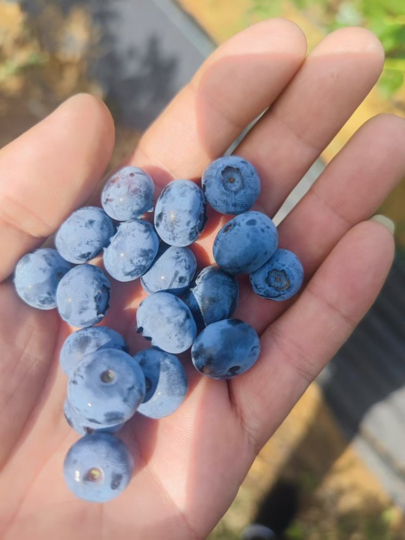 新鲜蓝莓上巿各种各样的打包，小超团购，电商代发