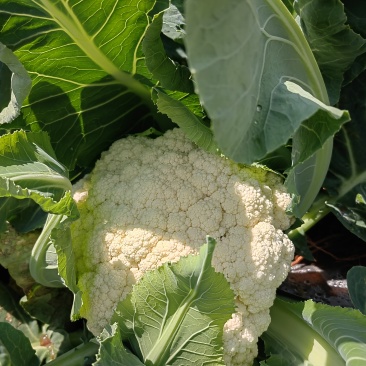 云南散花松花菜白面青梗松花菜产地大量上市一手货源批发