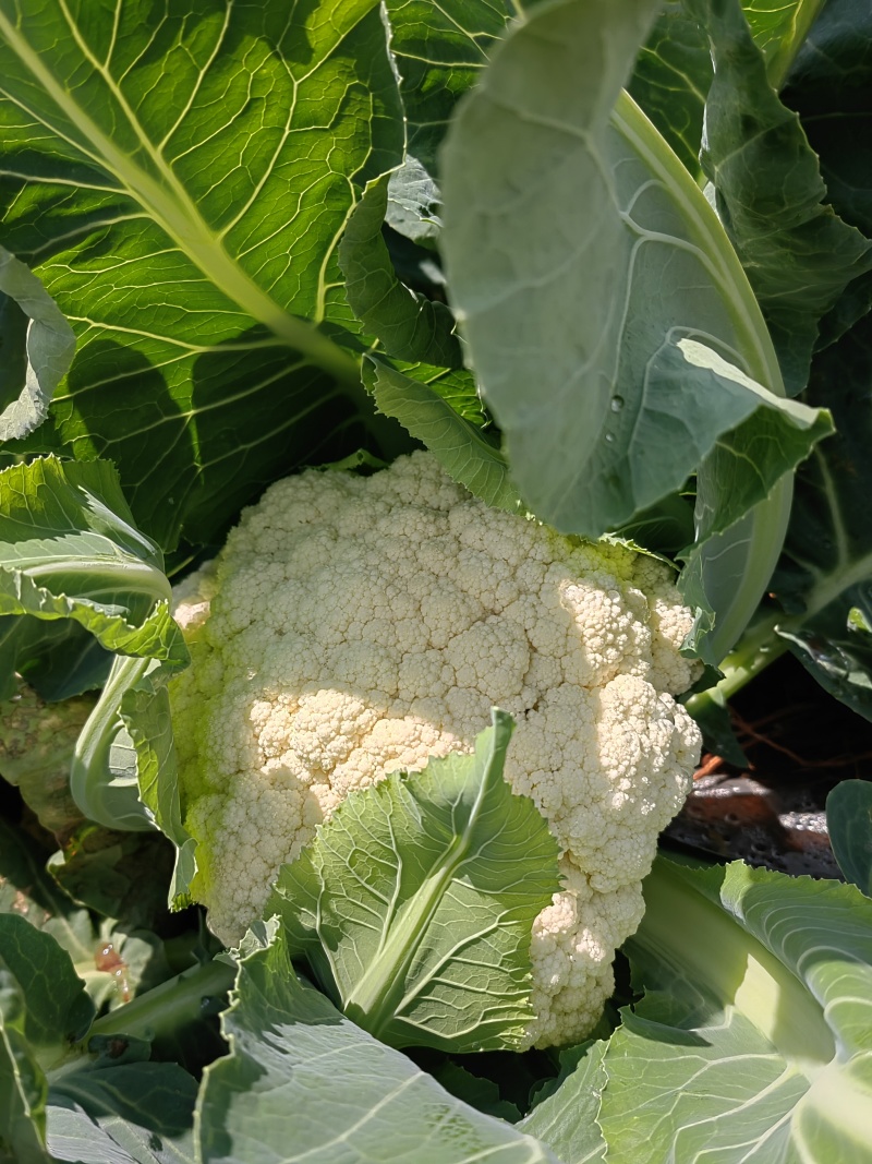 云南散花松花菜白面青梗松花菜产地大量上市一手货源批发