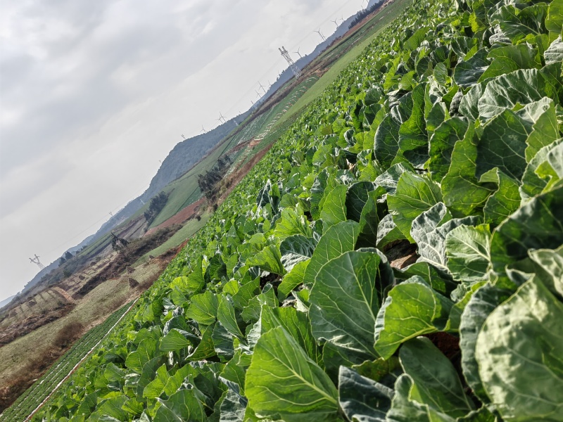 云南散花松花菜白面青梗松花菜产地大量上市一手货源批发