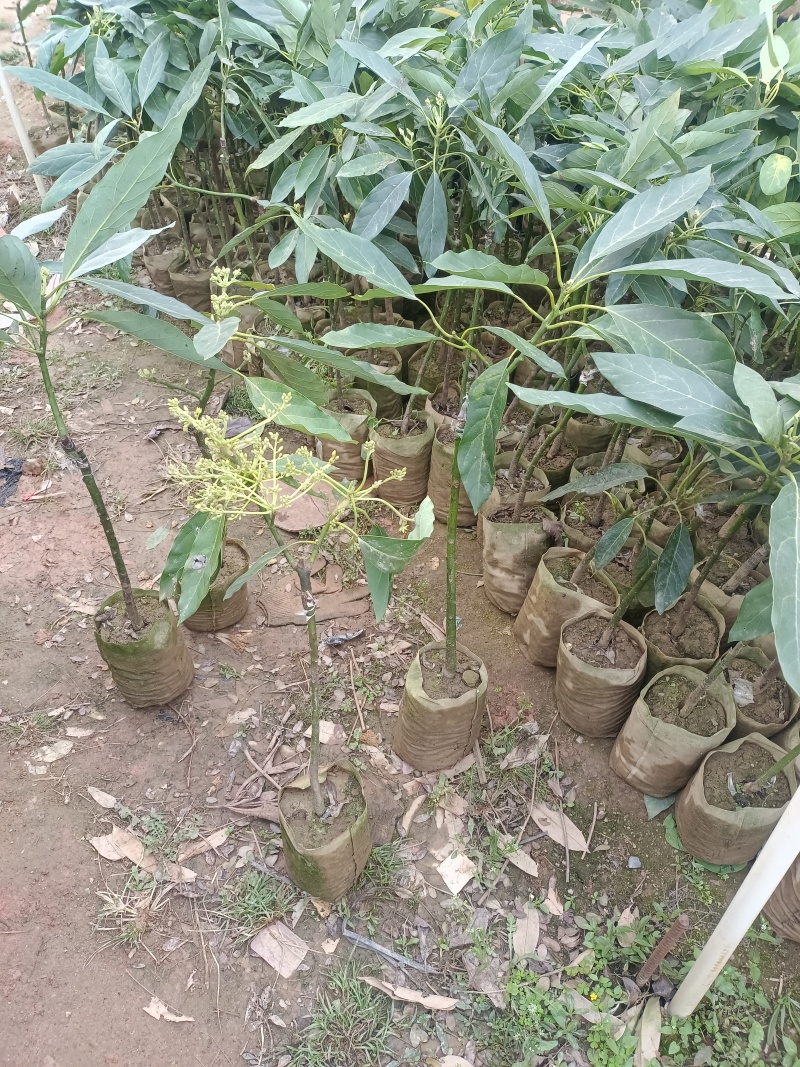 牛油果苗，嫁接苗，营养杯苗带土带叶发货的