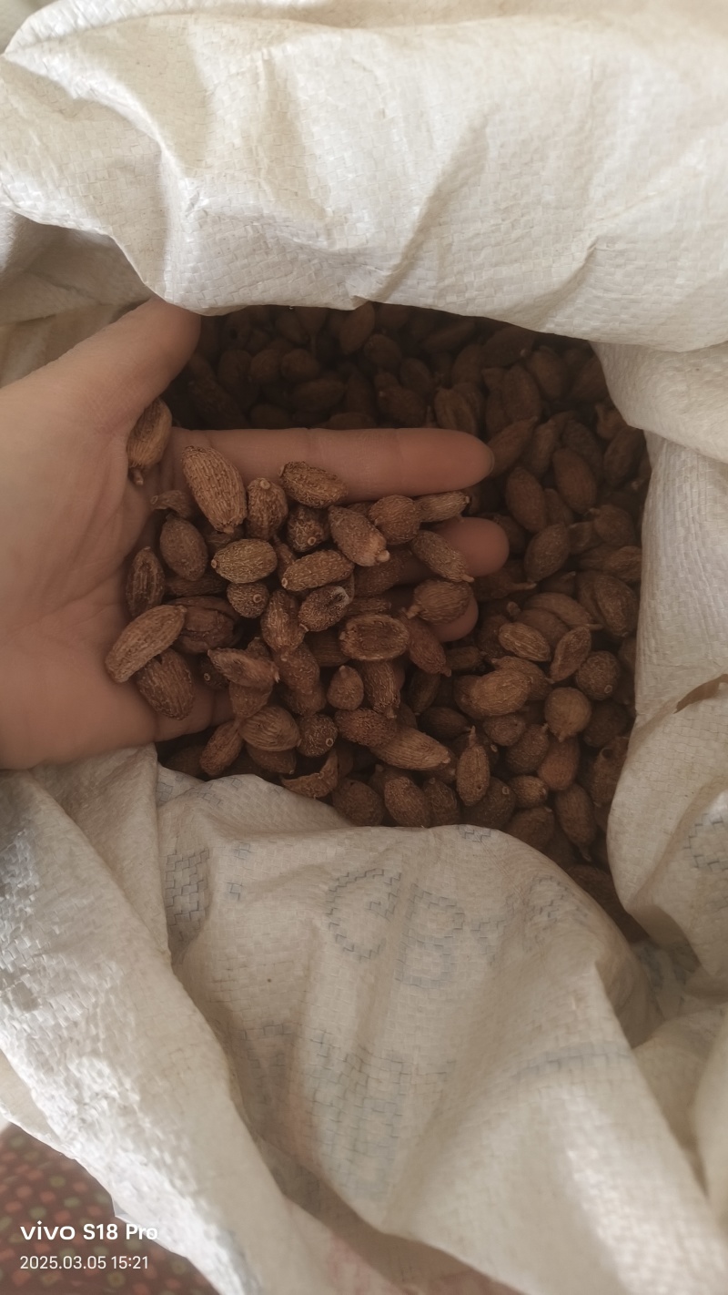 【砂仁】壳砂进口砂仁非阳春砂颗粒饱满干净无杂质
