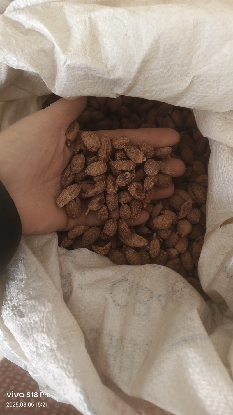 【砂仁】壳砂进口砂仁非阳春砂颗粒饱满干净无杂质