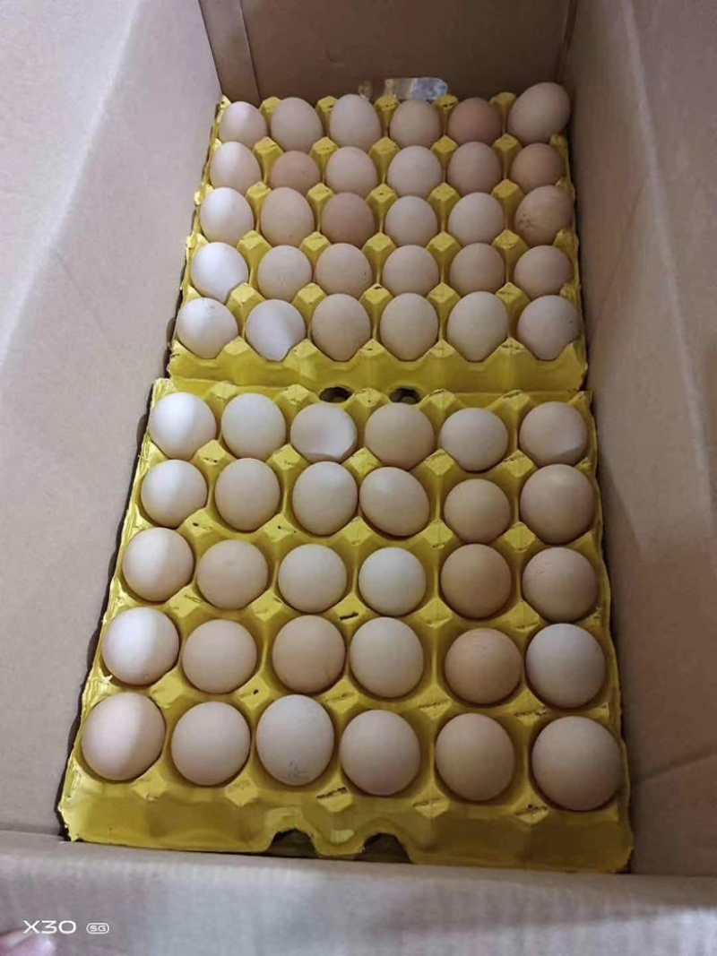 粉壳鸡蛋