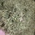 【金银花】正品金银花清香味浓山金银花干货带毛绒头茬