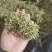 【金银花】正品金银花清香味浓山金银花干货带毛绒头茬
