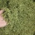 【金银花】正品金银花清香味浓山金银花干货带毛绒头茬