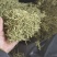 【金银花】正品金银花清香味浓山金银花干货带毛绒头茬